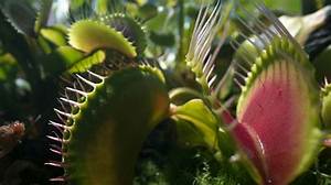Venus Fly Traps and Bladderworts (Utricularia): the Strange…