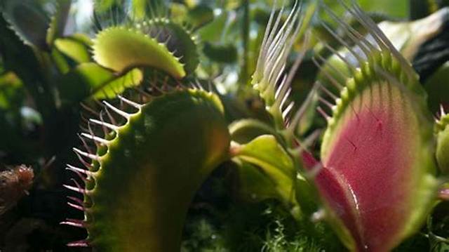Venus Fly Traps and Bladderworts (Utricularia): the Strange…