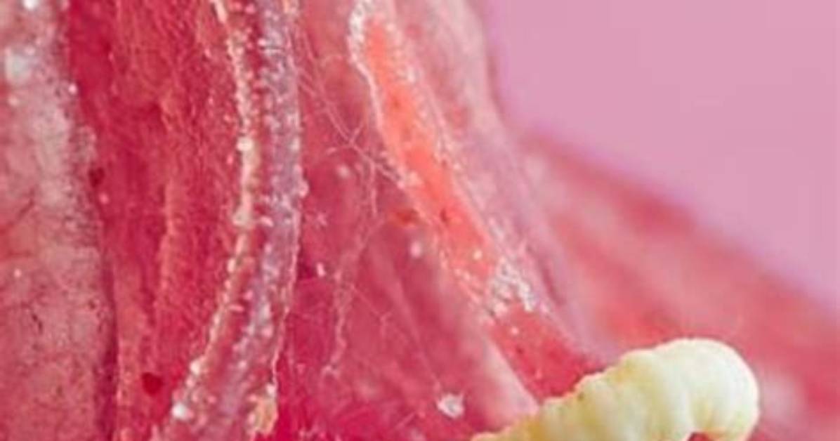 Vers Dans Les Fruits D O%C3%B9 Proviennent 1200. Jpg