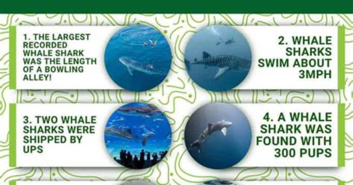 Whale Shark Fact Sheet | Blog | Nature