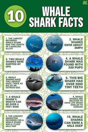 Whale Shark Fact Sheet | Blog | Nature