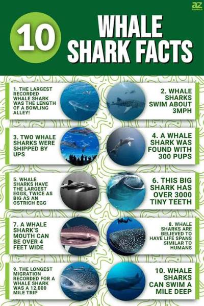 Whale Shark Fact Sheet | Blog | Nature