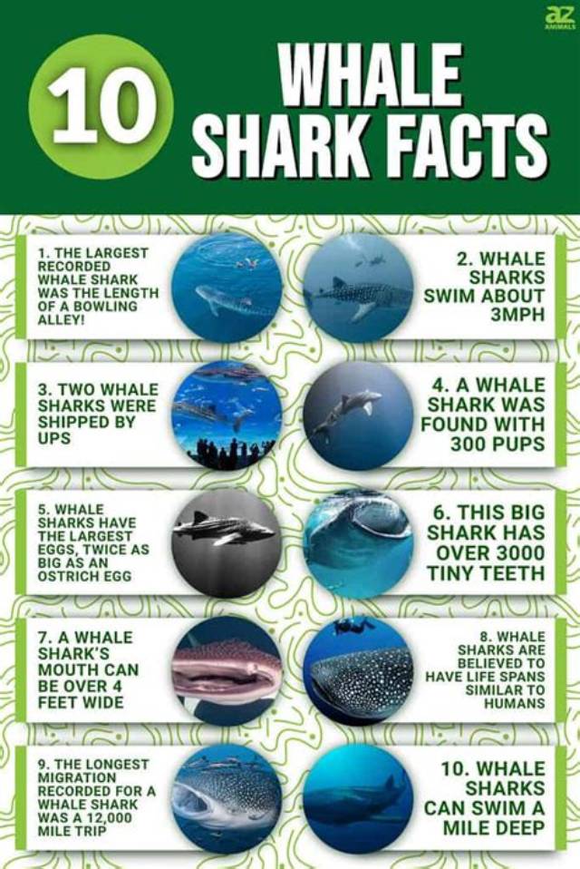 Whale Shark Fact Sheet | Blog | Nature