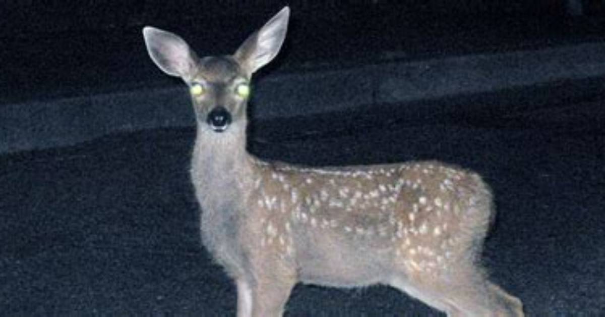 What Is a Deer in the Headlights