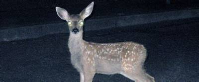 What Is a Deer in the Headlights