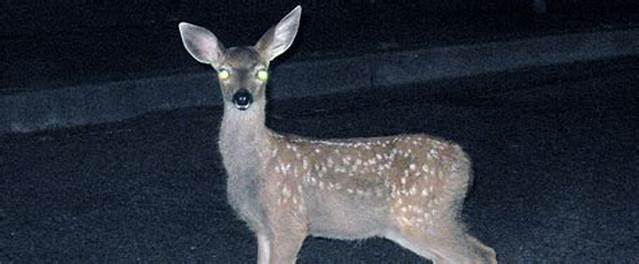 What Is a Deer in the Headlights