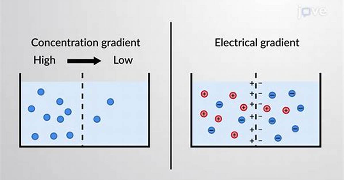 What Is an Electrochemical Gradient and How Is It Maintained?