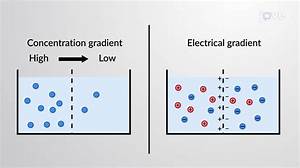 What Is an Electrochemical Gradient and How Is It Maintained?