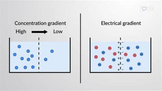 What Is an Electrochemical Gradient and How Is It Maintained?