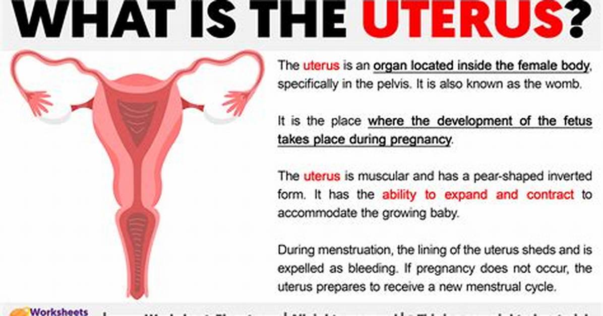What Is the Medical Term for Uterus?