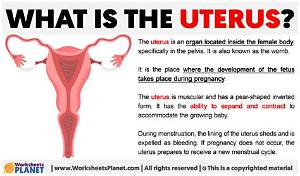 What Is the Medical Term for Uterus?