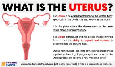 What Is the Medical Term for Uterus?