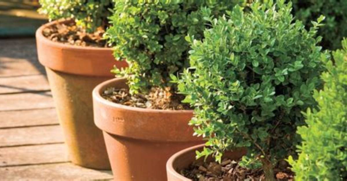 Which Boxwood Is Best for Pots?