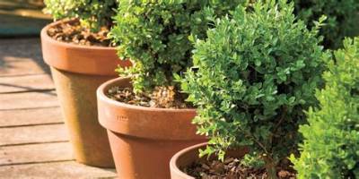 Which Boxwood Is Best for Pots?