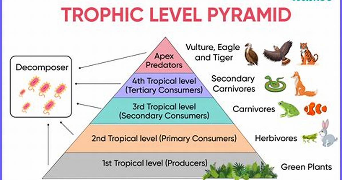 Which Trophic Level Is the Lowest in an Ecosystem