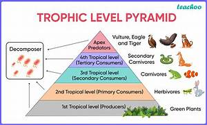 Which Trophic Level Is the Lowest in an Ecosystem