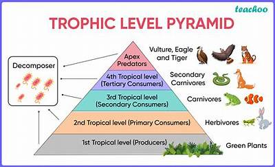 Which Trophic Level Is the Lowest in an Ecosystem