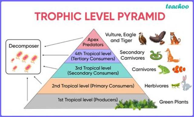 Which Trophic Level Is the Lowest in an Ecosystem