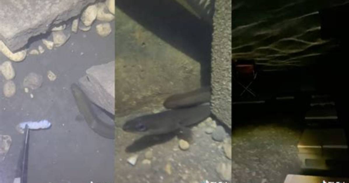 Who Is Eel Pit Tiktok? American Eel Viral Video Explained
