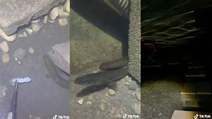 Who Is Eel Pit Tiktok? American Eel Viral Video Explained