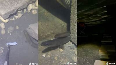 Who Is Eel Pit Tiktok? American Eel Viral Video Explained