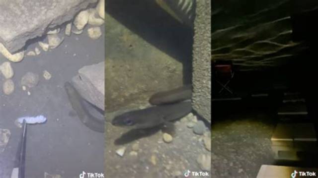 Who Is Eel Pit Tiktok? American Eel Viral Video Explained