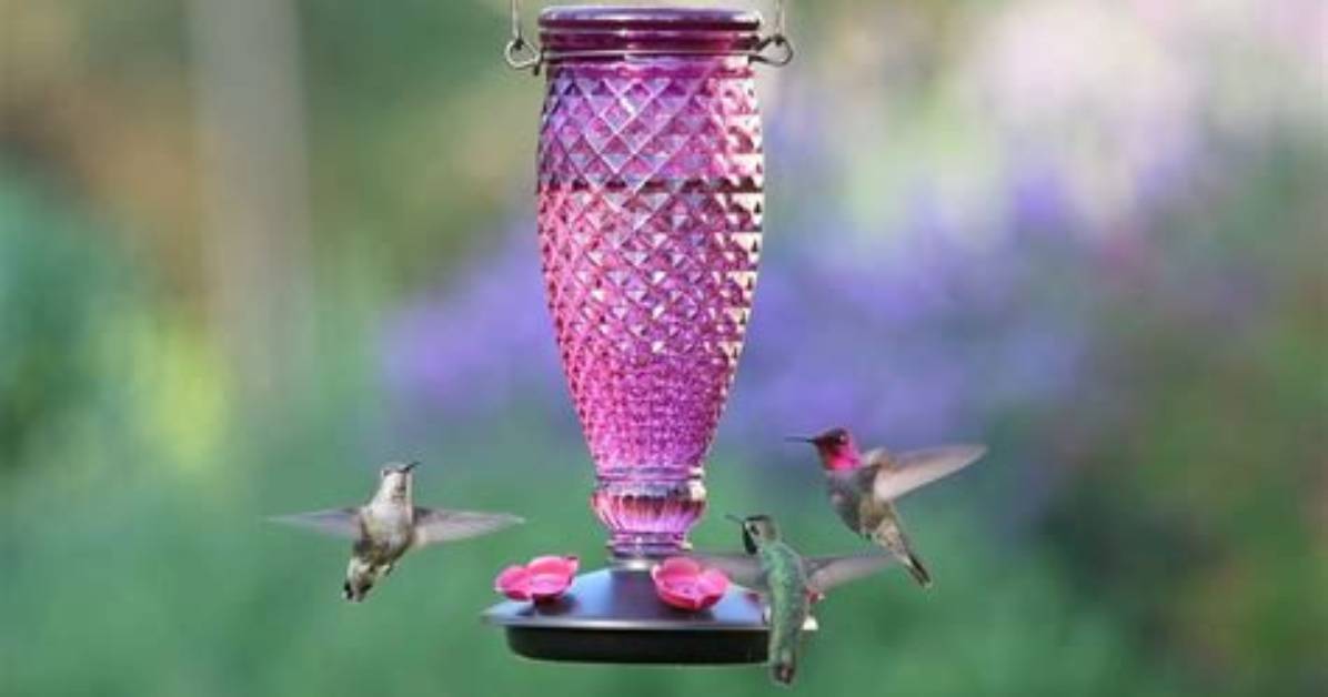 Why Did the Hummingbirds Stop Coming to My Feeders