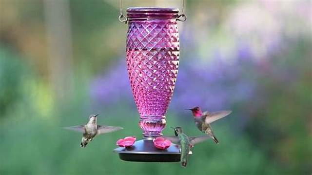 Why Did the Hummingbirds Stop Coming to My Feeders