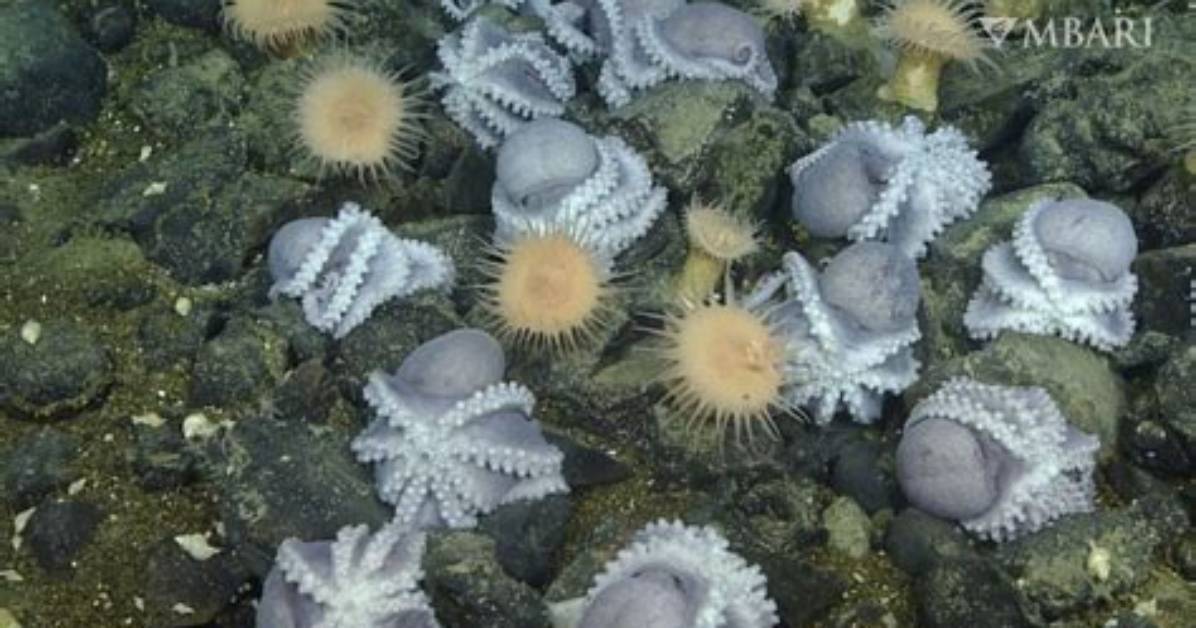 Why Nesting at ‘Octopus Garden’ Helps Female Octopuses Give Their Young a Better Shot at Survival