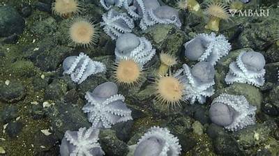Why Nesting at ‘Octopus Garden’ Helps Female Octopuses Give Their Young a Better Shot at Survival