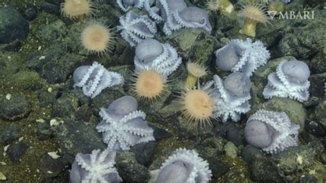 Why Nesting at ‘Octopus Garden’ Helps Female Octopuses Give Their Young a Better Shot at Survival