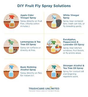 Will Bleach Kill Fruit Flies in the Drain?