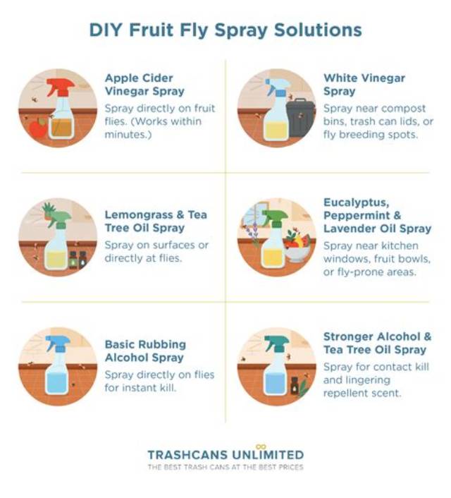 Will Bleach Kill Fruit Flies in the Drain?