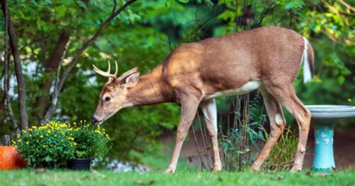 Will Deer Eat Sugar