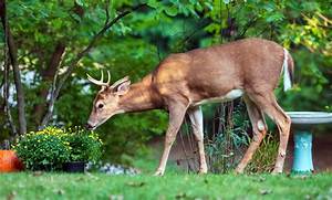 Will Deer Eat Sugar