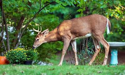 Will Deer Eat Sugar